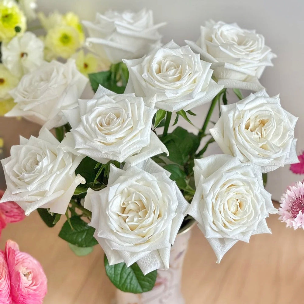 Snowdon Rose