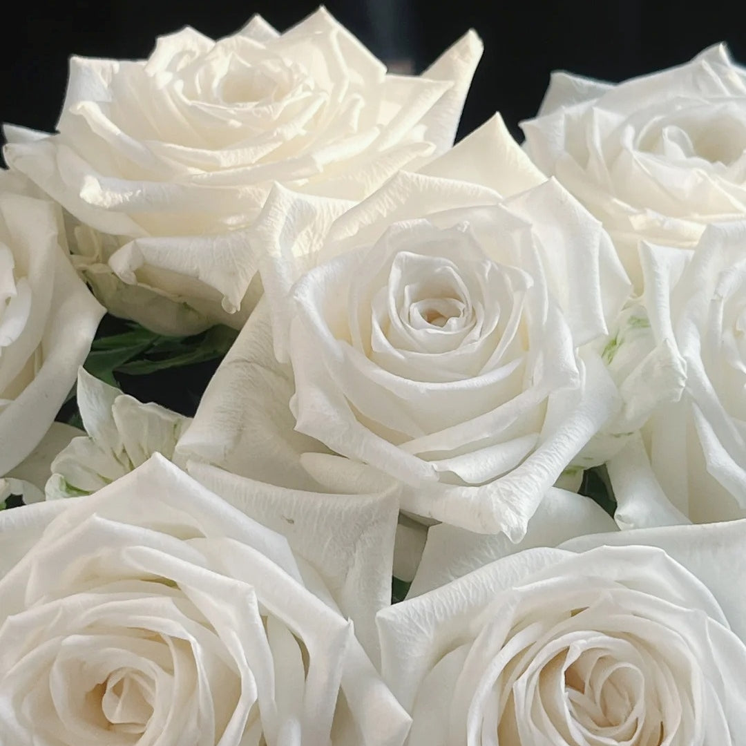 Snowdon Rose
