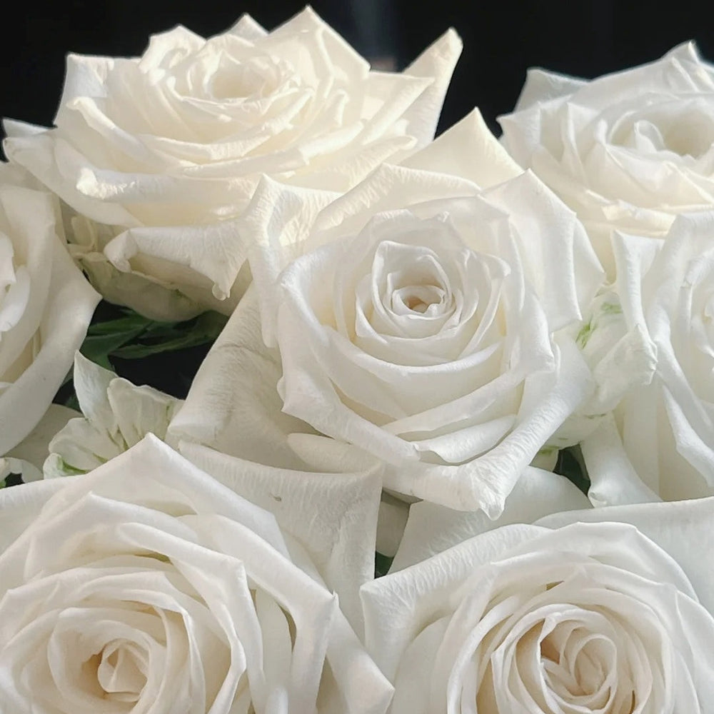 Snowdon Rose