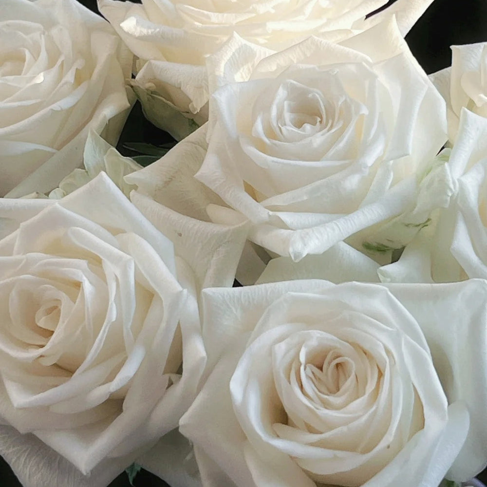Snowdon Rose