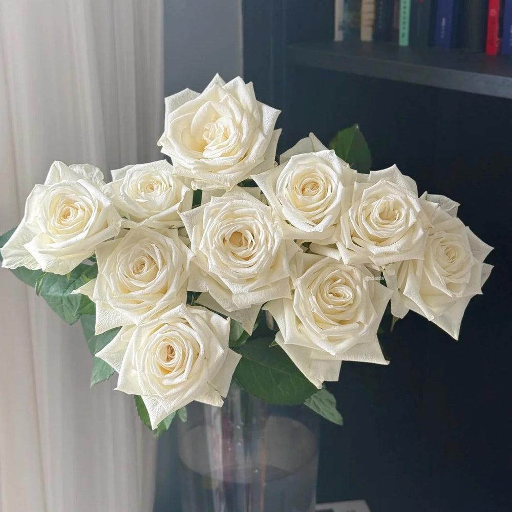Snowdon Rose