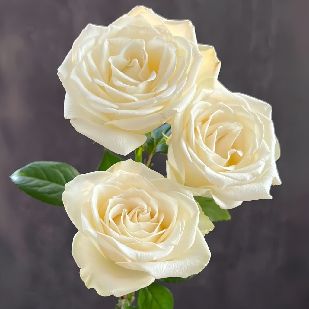 Snowstorm Rose