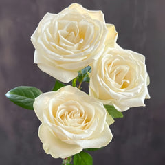 Snowstorm Rose