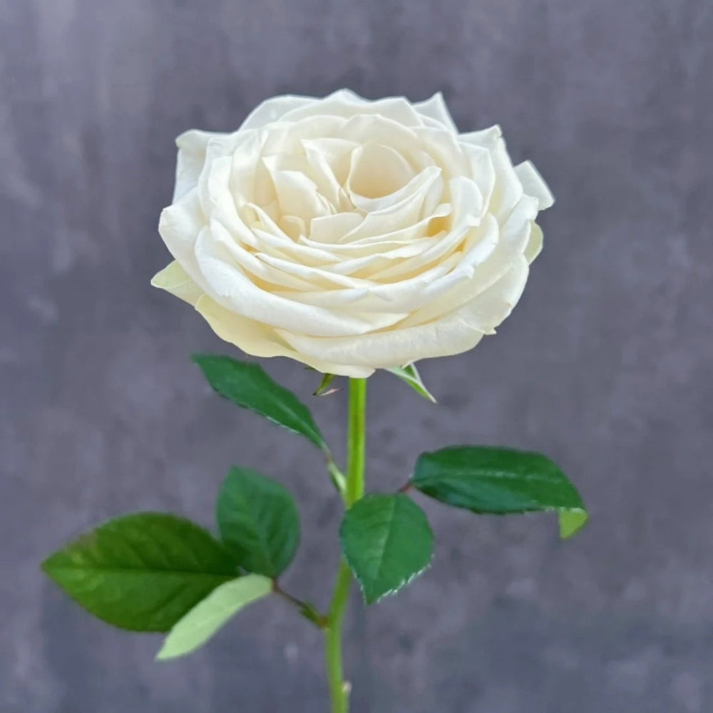 Snowstorm Rose