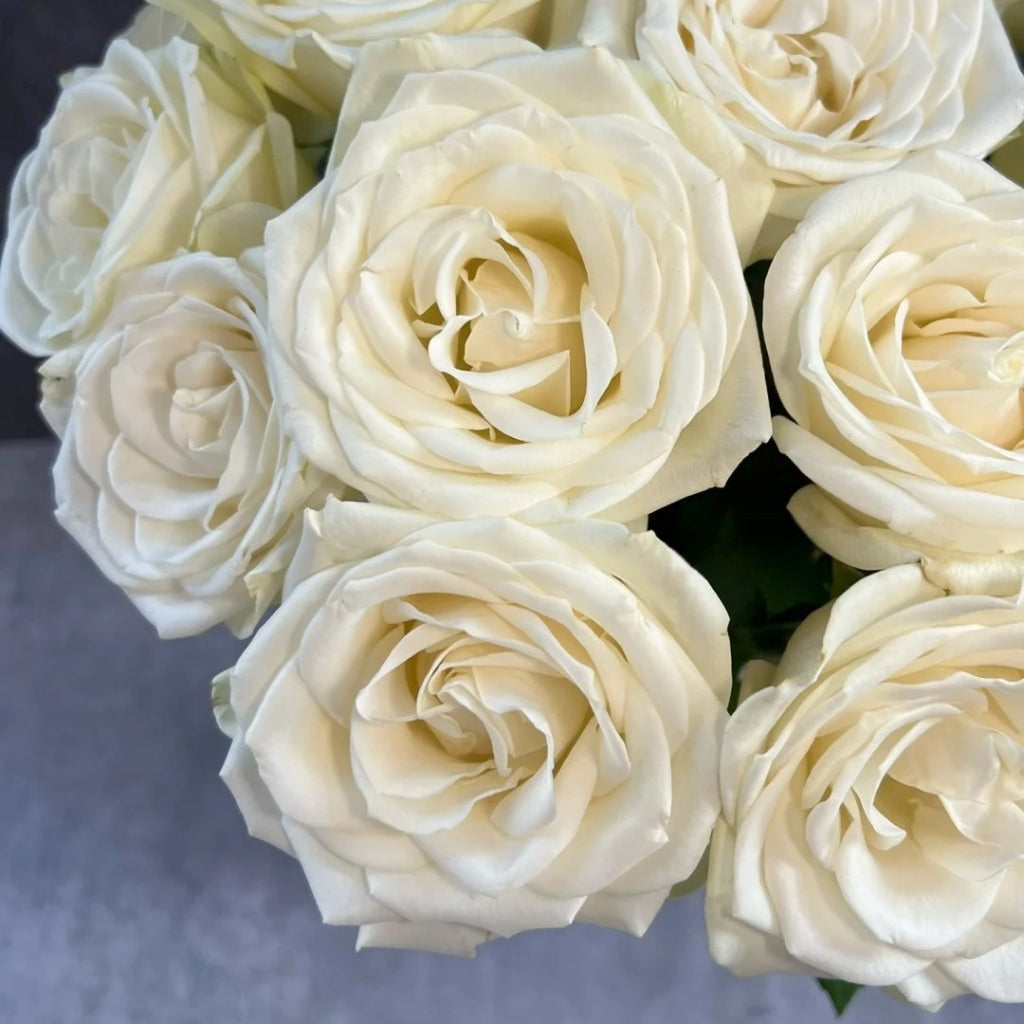 Snowstorm Rose
