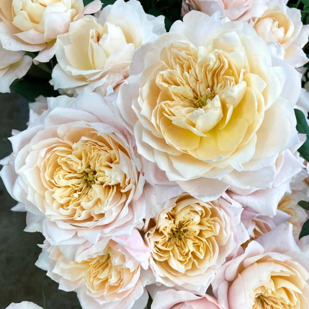 Solahana Rose