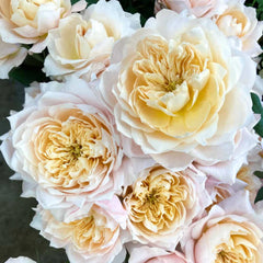 Solahana Rose