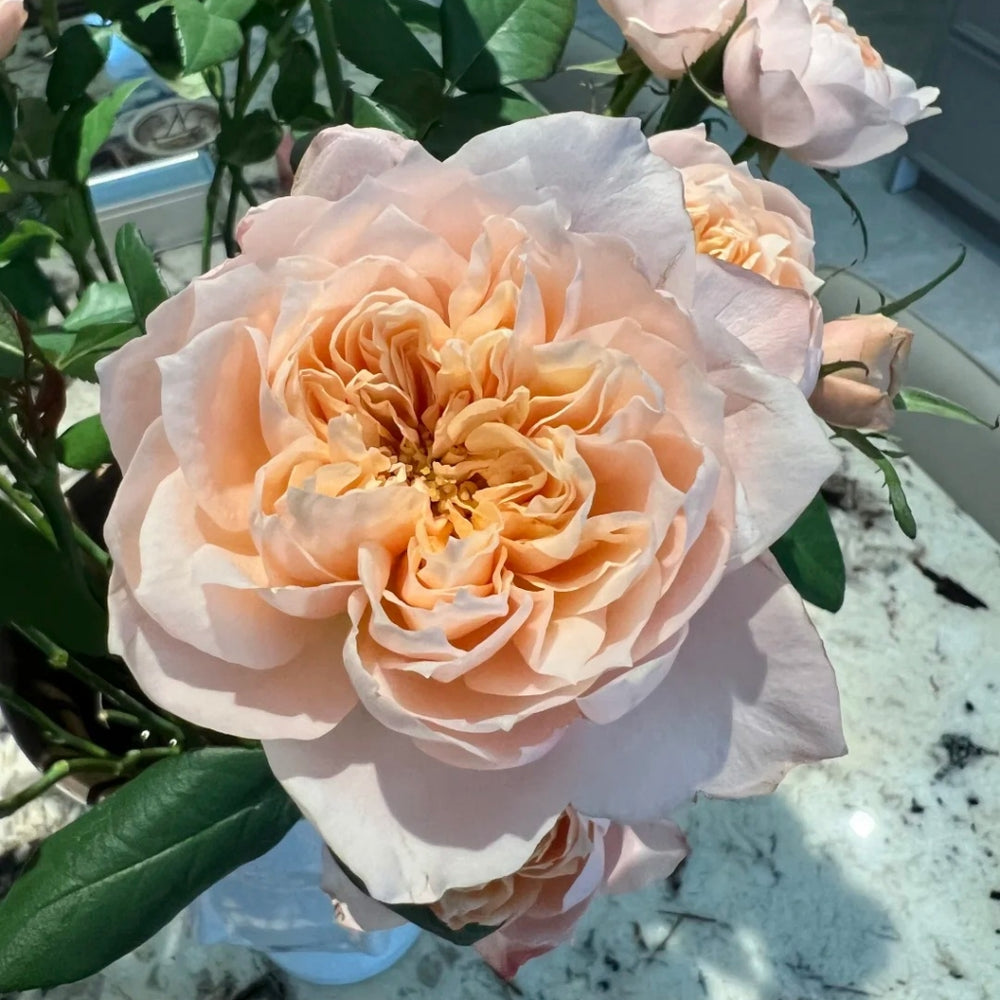 Sorahana Rose