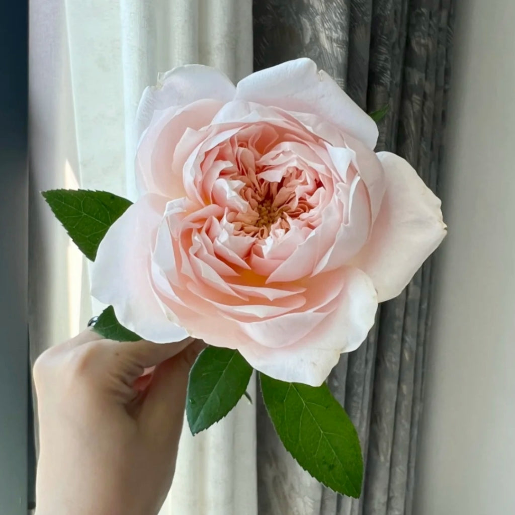 Sorahana Rose
