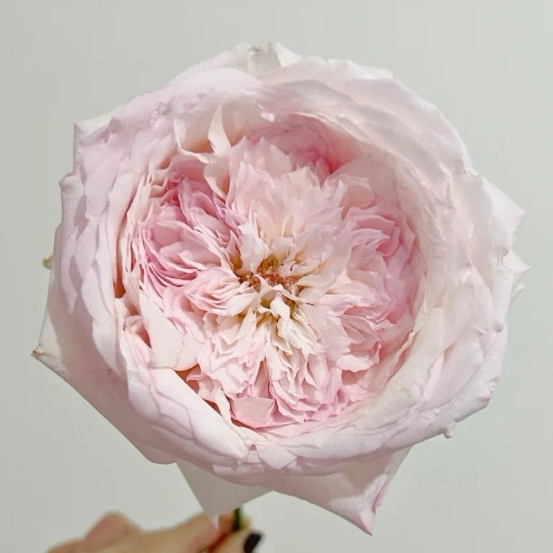 Special Bride Rose