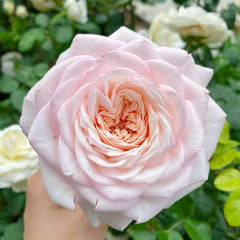 Special Bride Rose