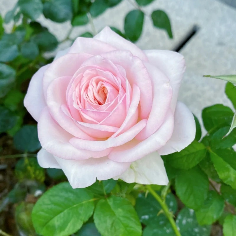 Special Bride Rose