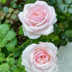 Special Bride Rose