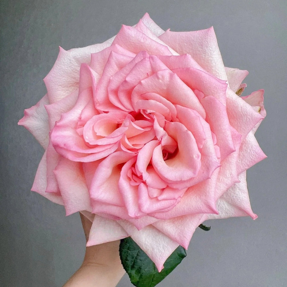 Spring Ballet Rose