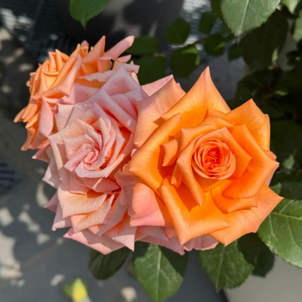 Sputnik Rose
