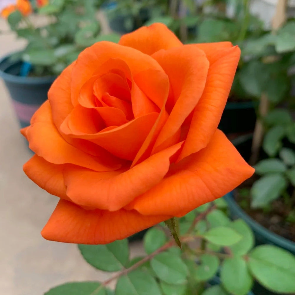 Sputnik Rose