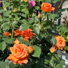 Sputnik Rose