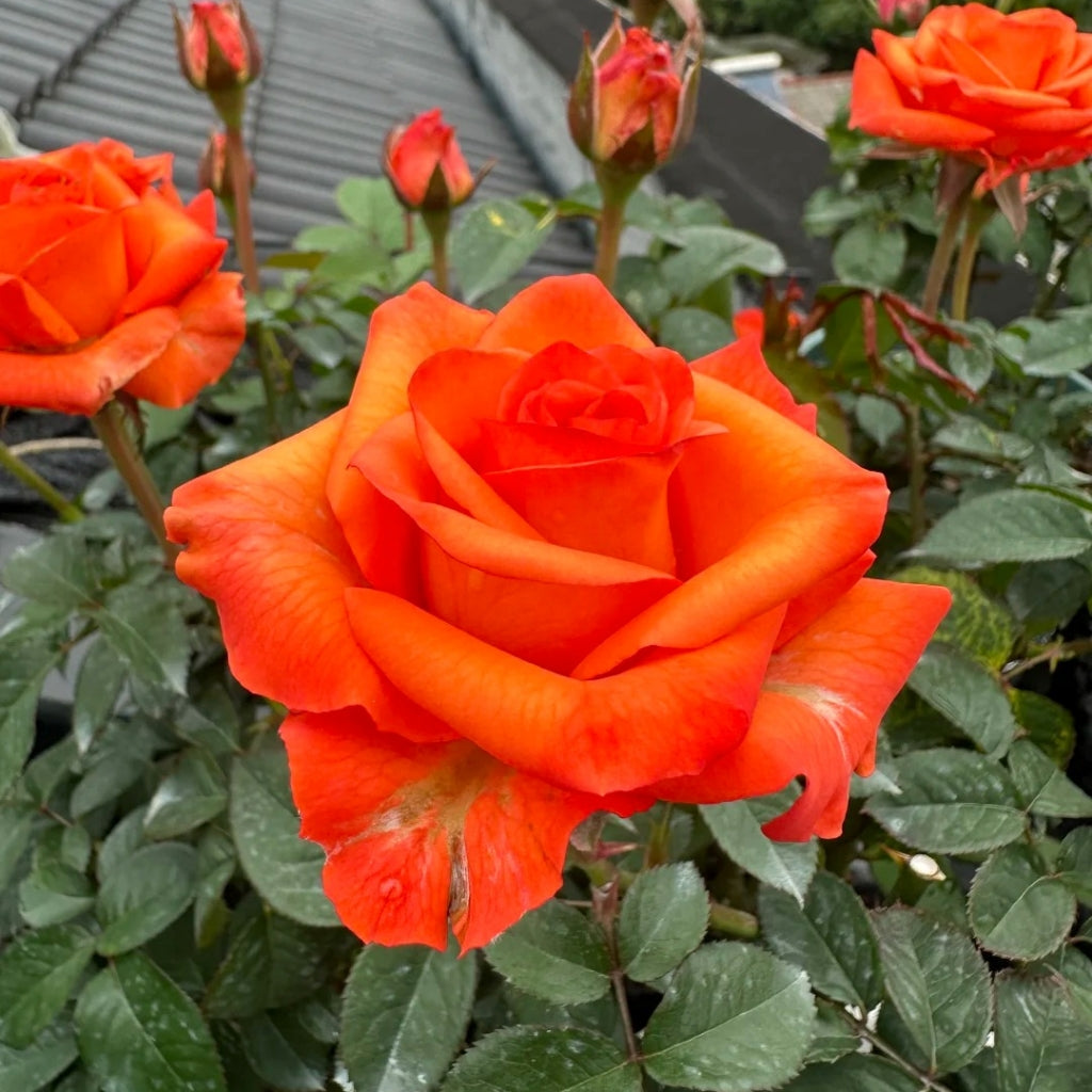 Sputnik Rose