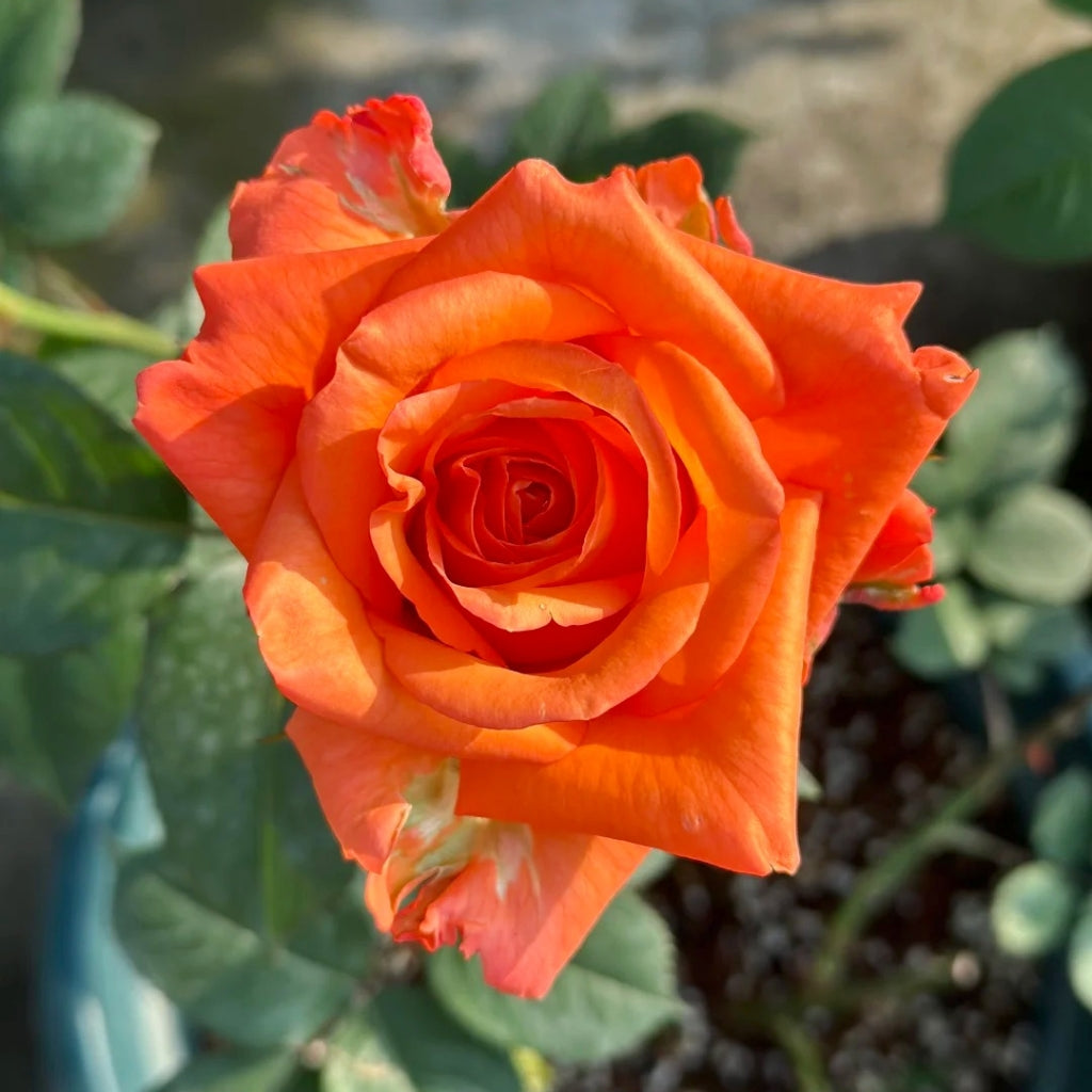 Sputnik Rose