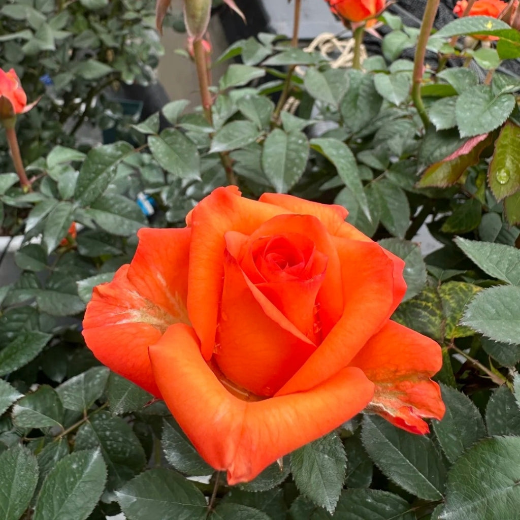 Sputnik Rose