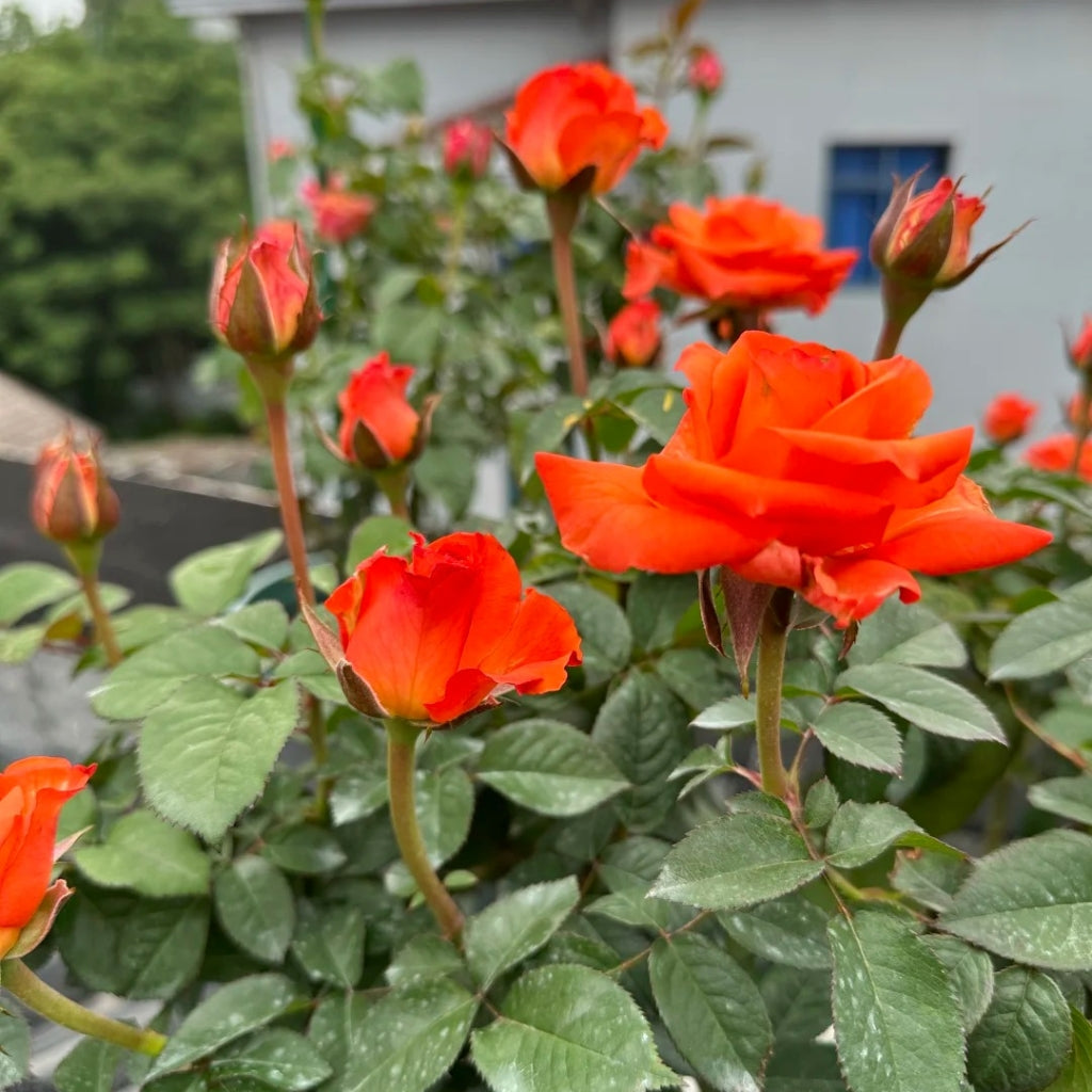 Sputnik Rose