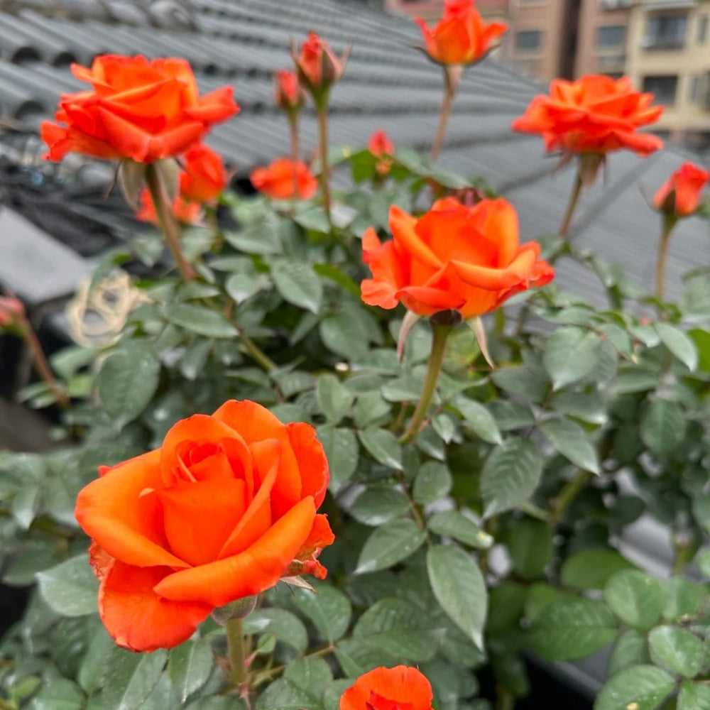 Sputnik Rose