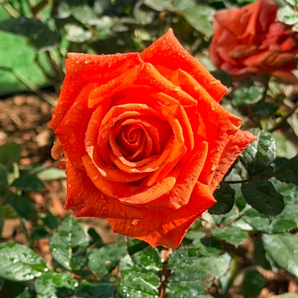 Sputnik Rose