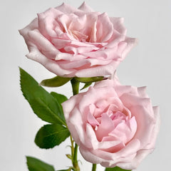 Star Moon Baby Rose