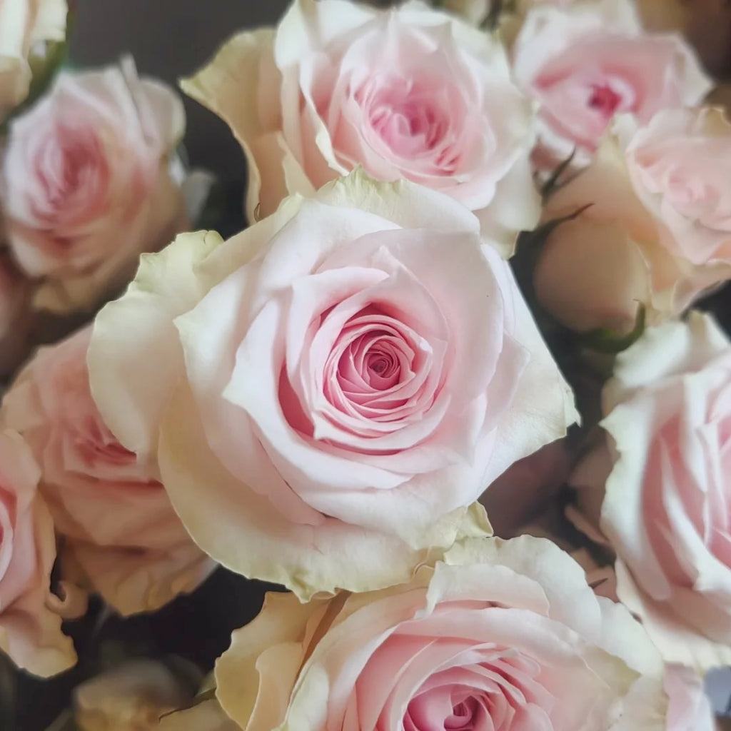 Star Moon Baby Rose