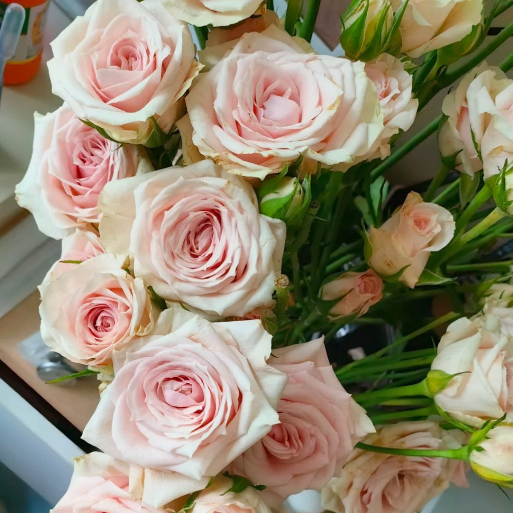 Star Moon Baby Rose