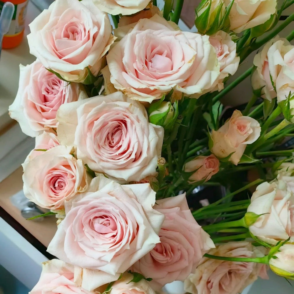 Star Moon Baby Rose