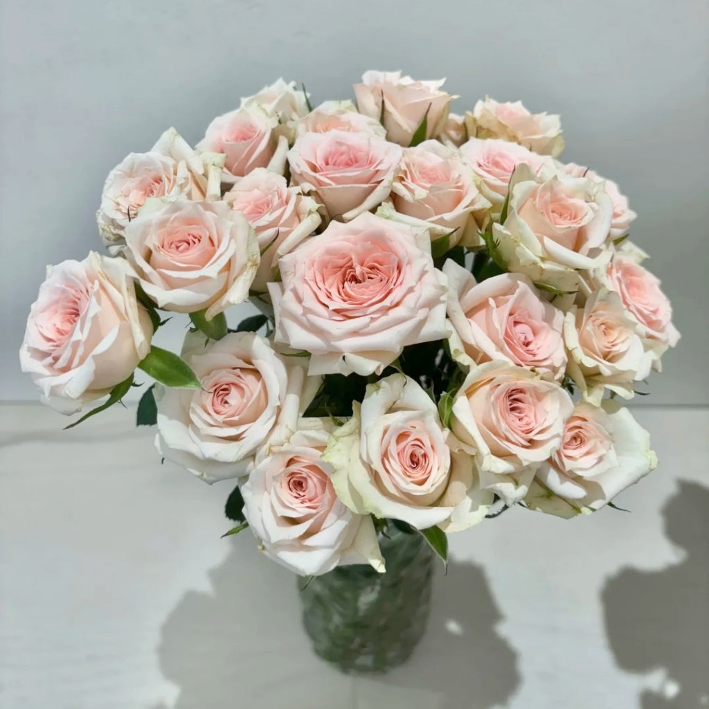 Star Moon Baby Rose
