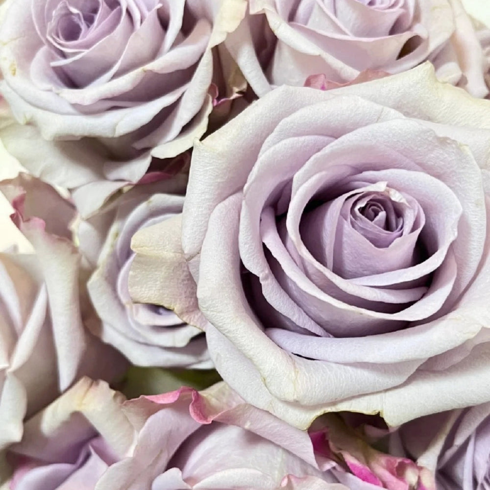 Star Platinum Rose