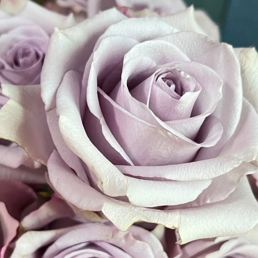Star Platinum Rose