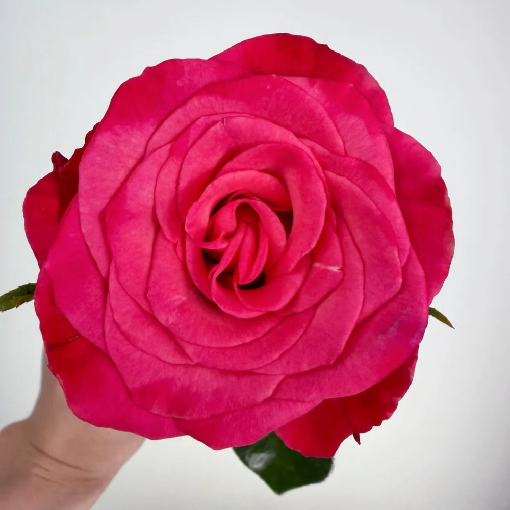 Strawberry Jam Rose