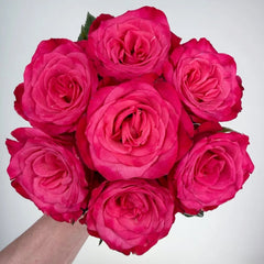 Strawberry Jam Rose