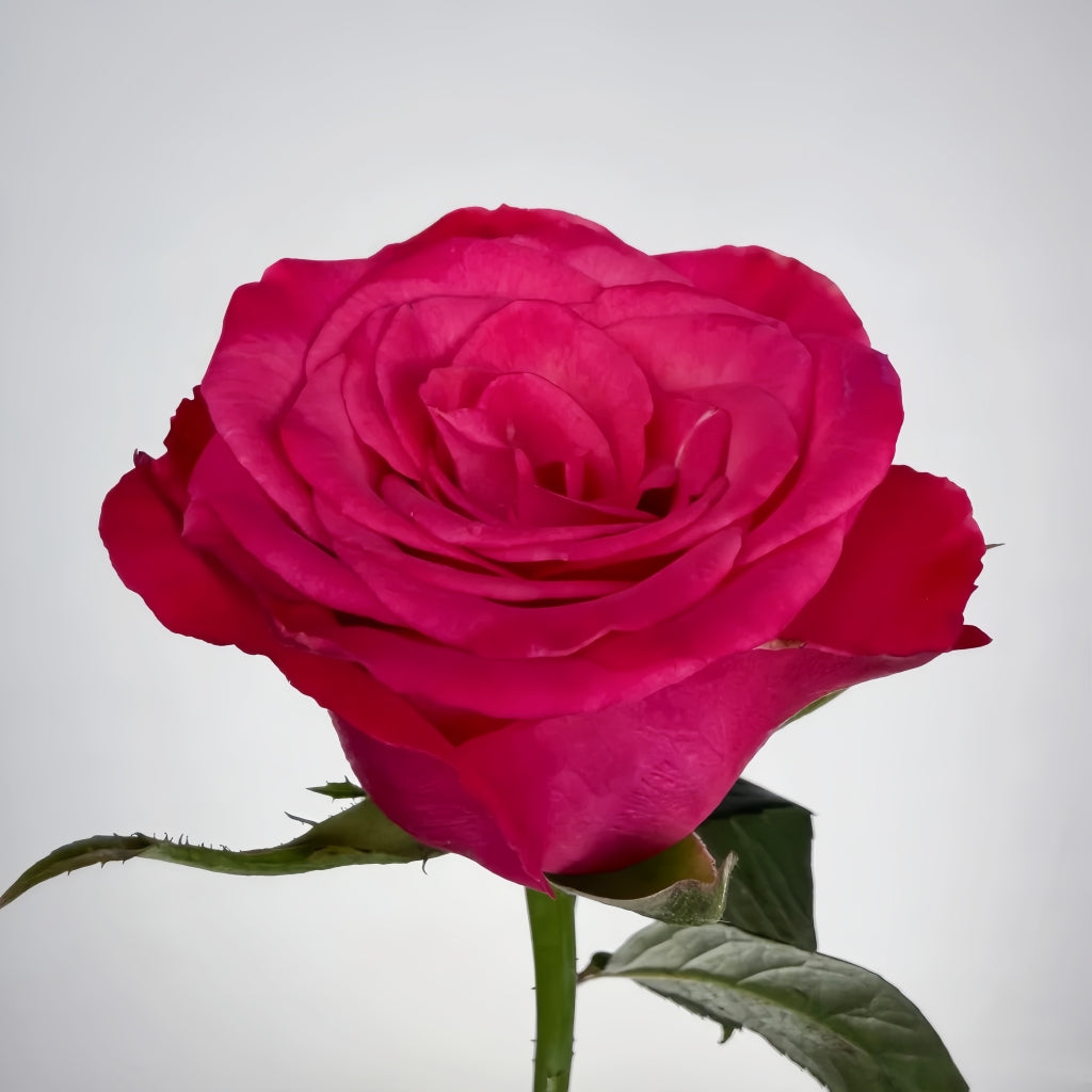 Strawberry Jam Rose