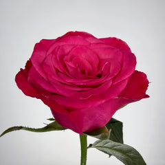 Strawberry Jam Rose
