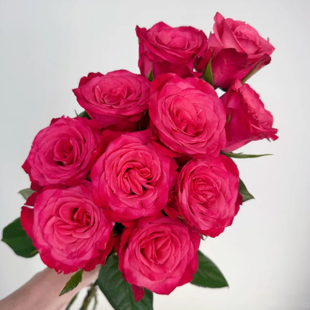 Strawberry Jam Rose