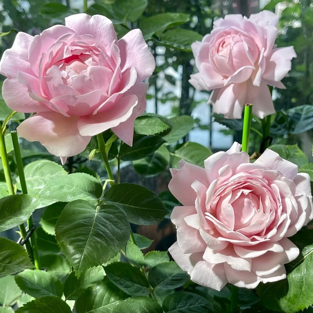 Strawberry Swing Rose