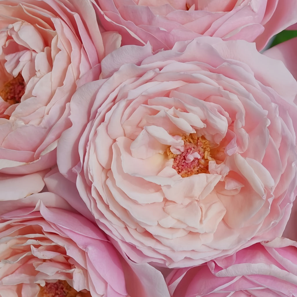 Strawberry Swing Rose