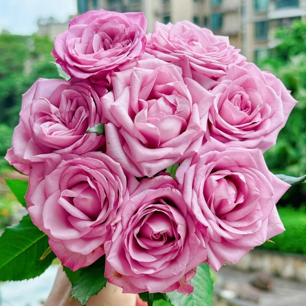 Su Mei Zi Rose