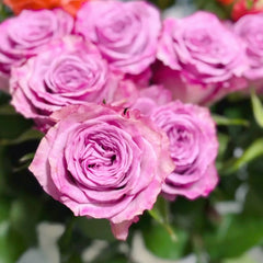 Su Mei Zi Rose