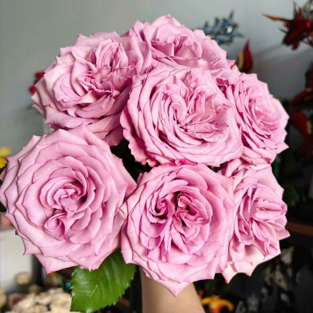 Su Mei Zi Rose