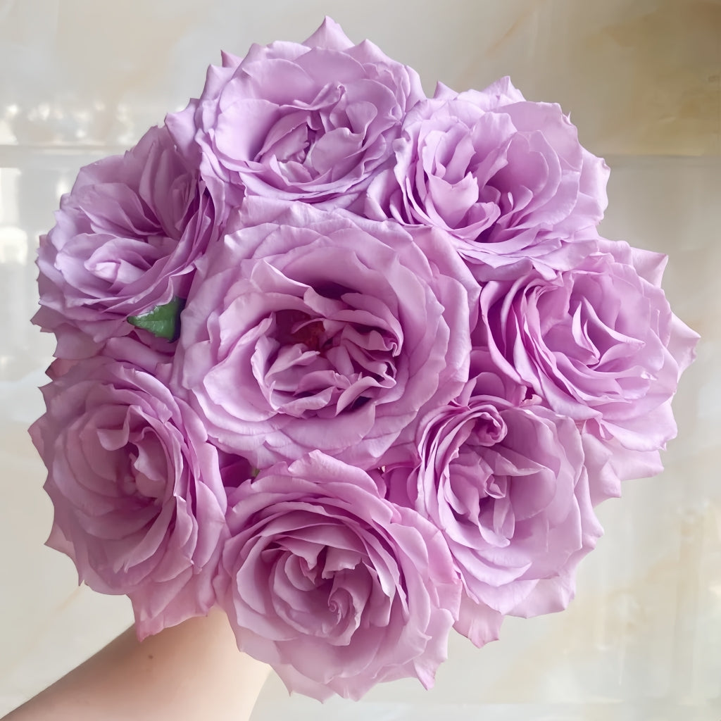 Su Mei Zi Rose