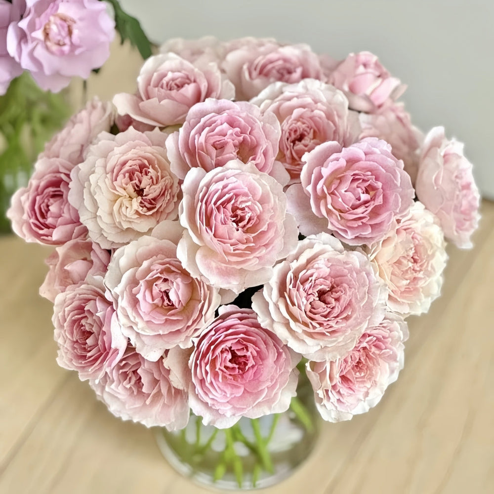 Sucre Rose