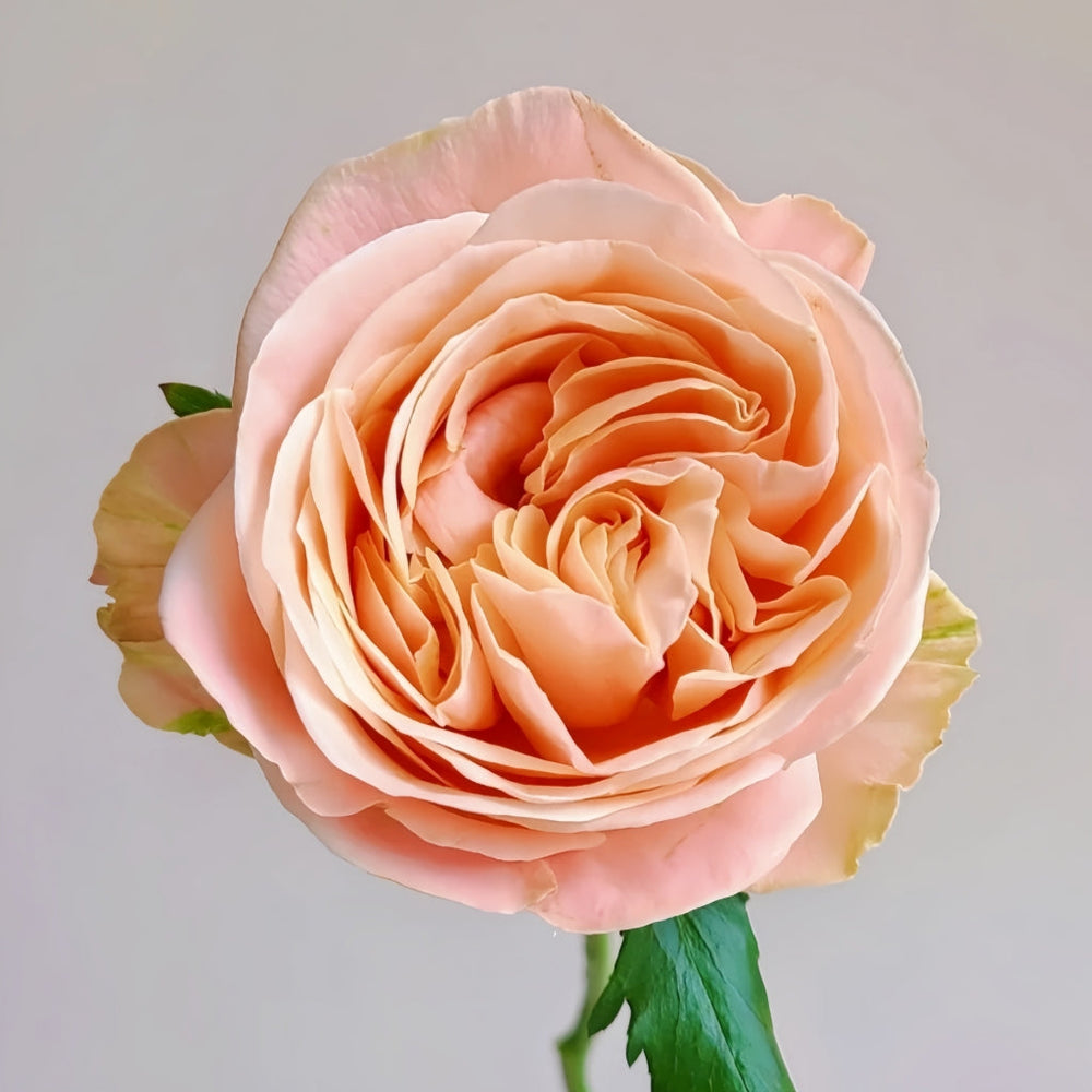 Summer Love Rose