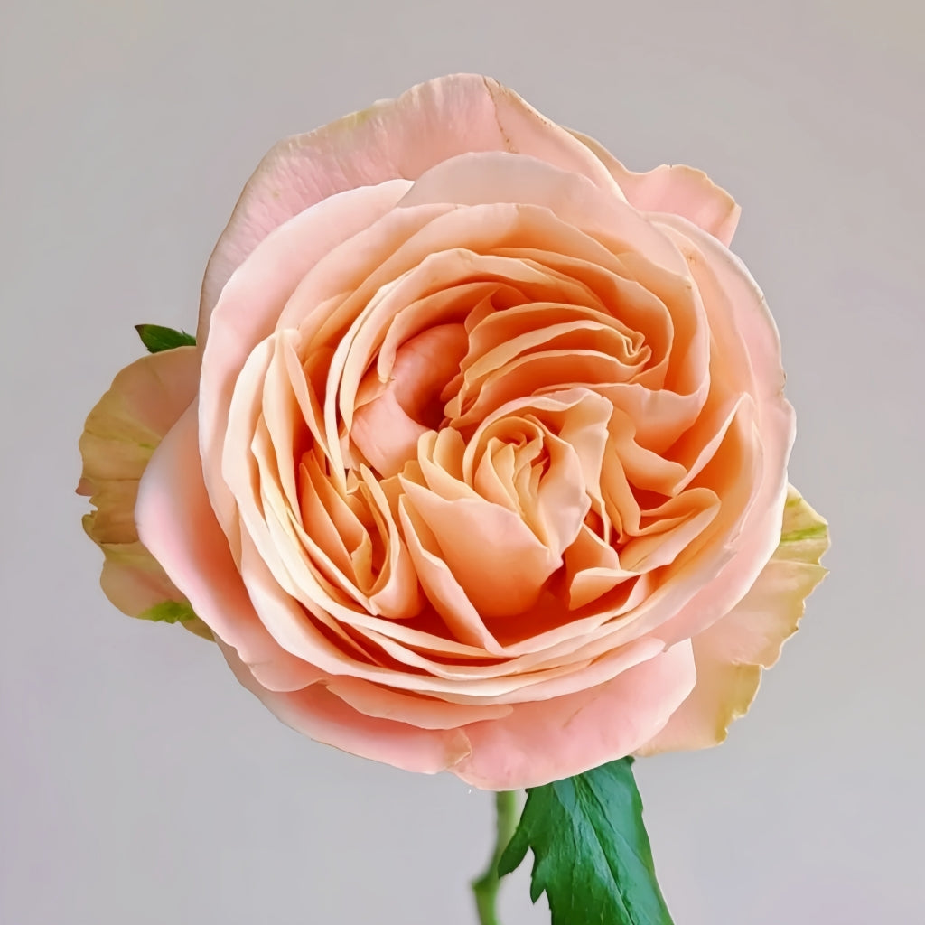 Summer Love Rose