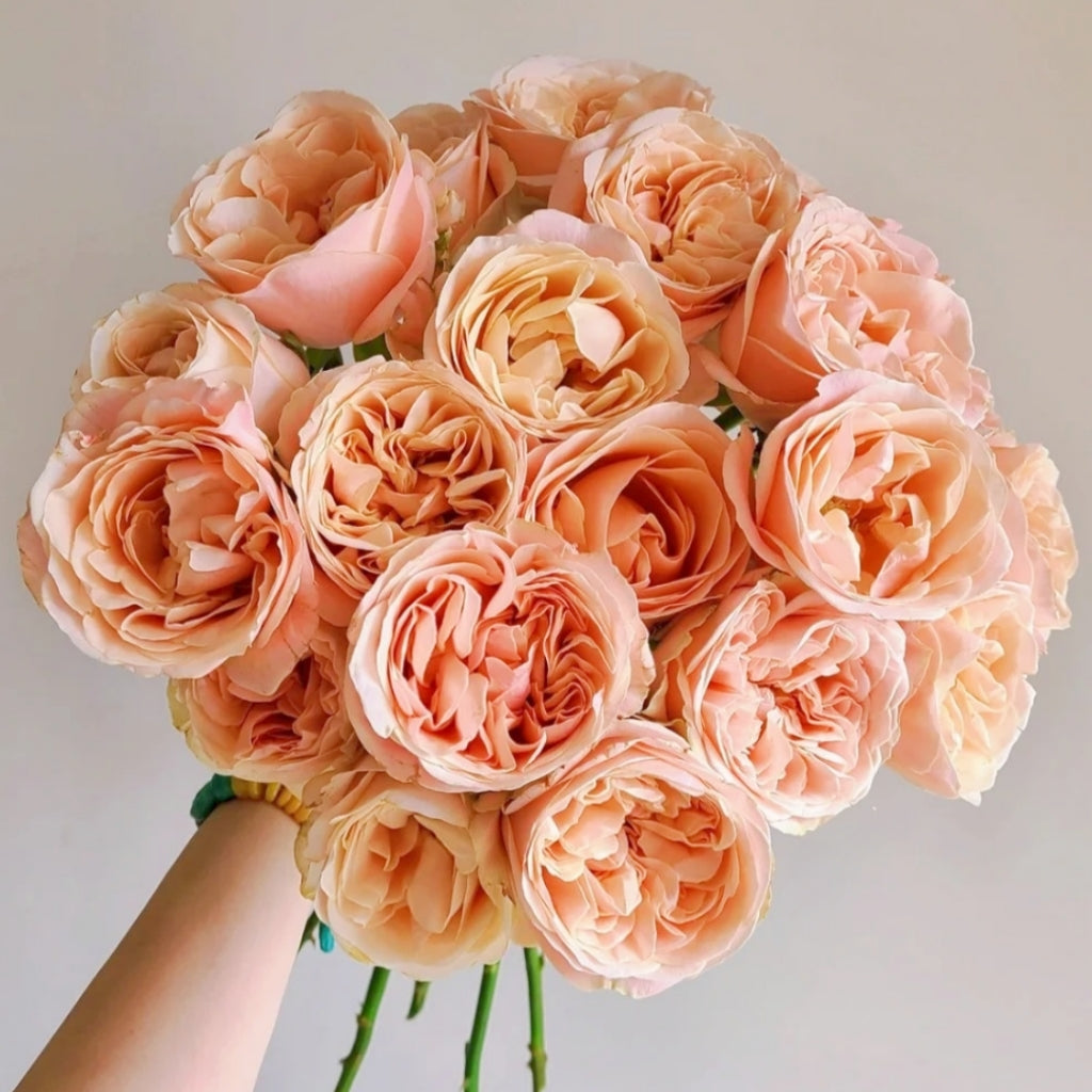 Summer Love Rose