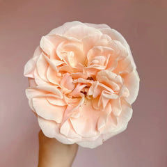 Summer Love Rose